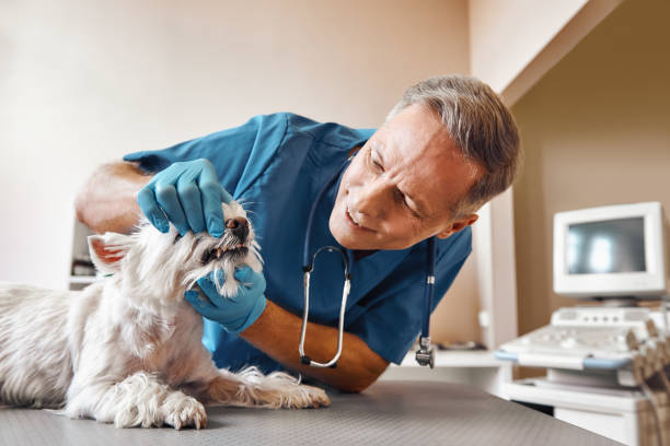 Best 24-Hour Emergency Dentist  in Pelican Bay, TX